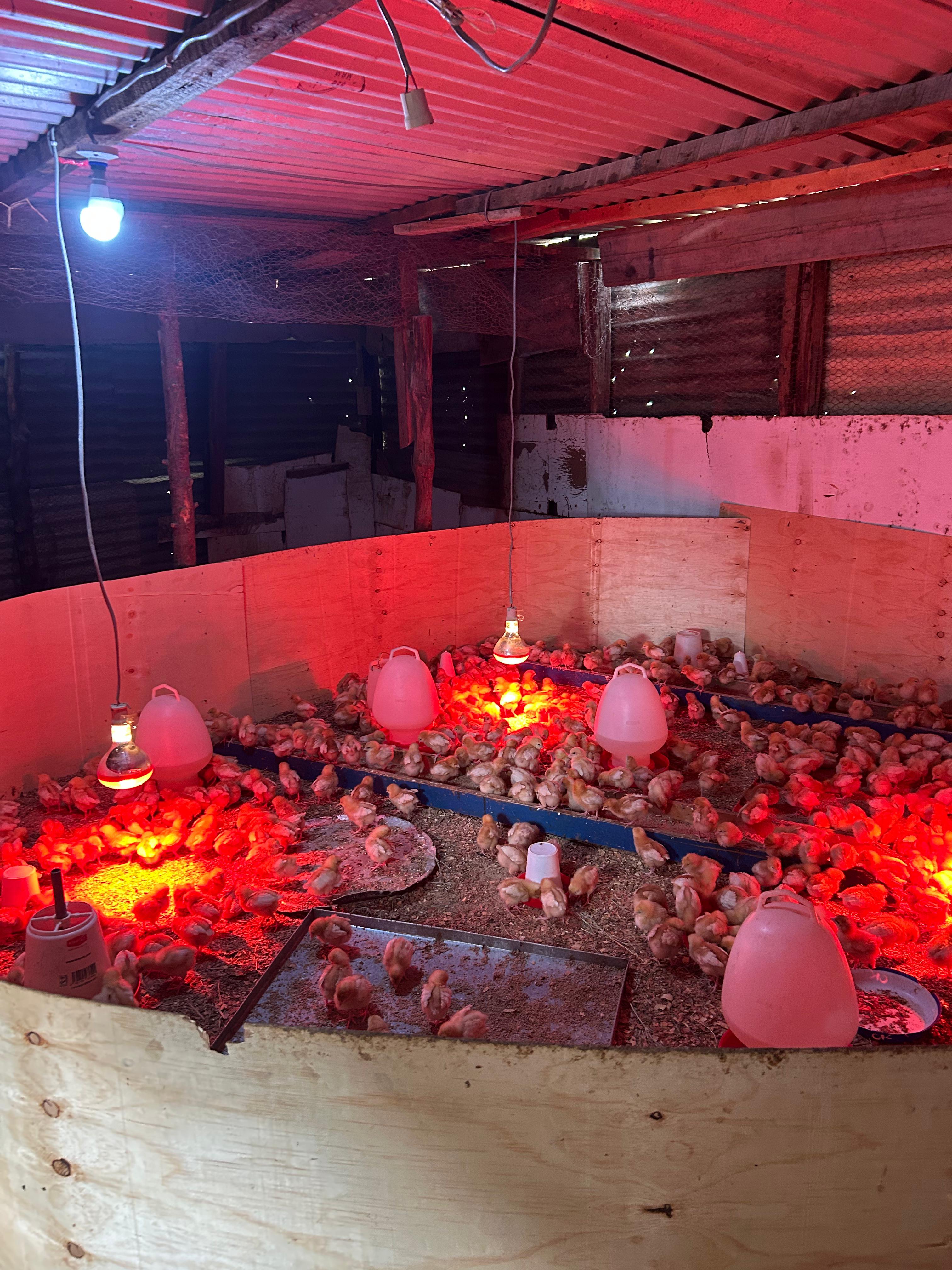 Chicken House Chicks